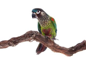 Pyrrhura picta (Painted Conure) perched on a branch