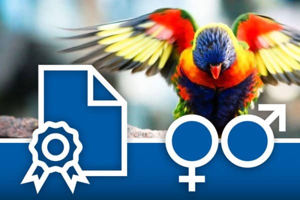 Bird DNA test kit for accurate gender identification