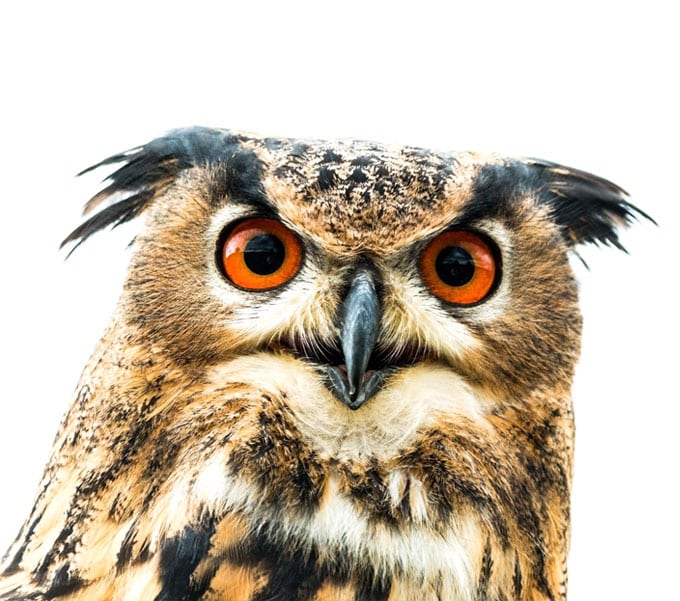 Owl looking directly at the viewer, symbolizing the precision and focus of DNABird’s DNA testing