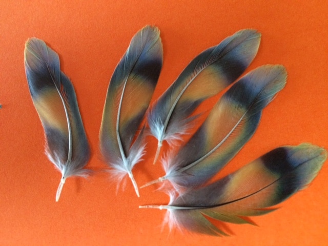 Wing feather sample used for bird DNA testing at DNABird